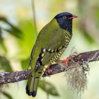 Barred Fruiteater